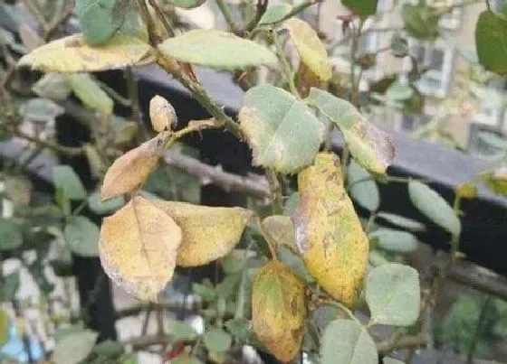 植物常识问题|月季蓟马危害及防治