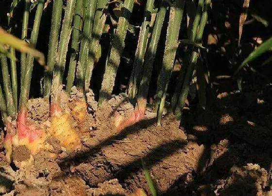 植物常识问题|生姜什么时候种植最合适  生姜的种植时间和管理方法