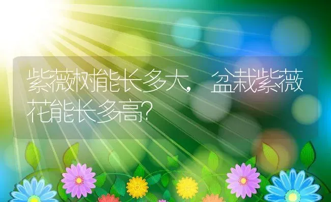 紫薇树能长多大,盆栽紫薇花能长多高？ | 养殖常见问题