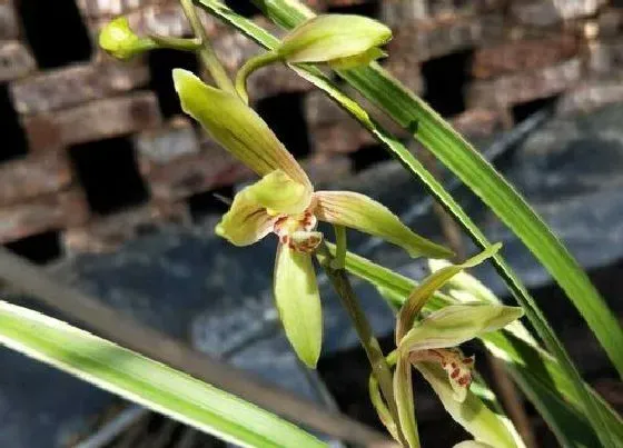 植物常识问题|兰花不开花如何催花