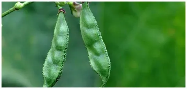 扁豆和荷兰豆的区别 | 农业问题