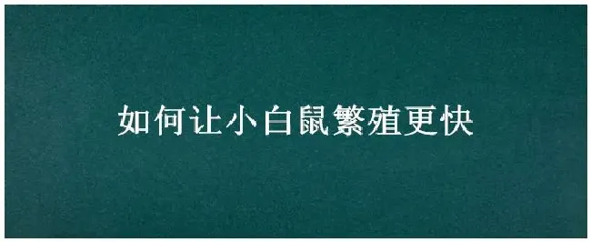 如何让小白鼠繁殖更快 | 农业问题