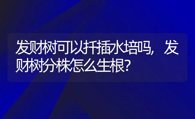 发财树可以扦插水培吗,发财树分株怎么生根？ | 养殖常见问题