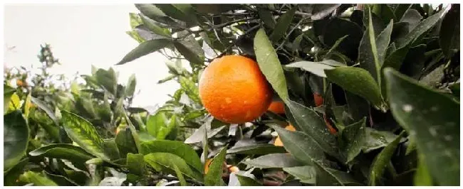 冰糖橙几年可以挂果 | 三农问答