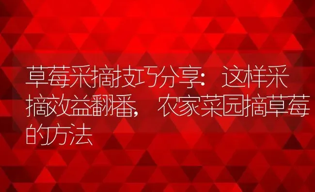 草莓采摘技巧分享:这样采摘效益翻番,农家菜园摘草莓的方法 | 养殖常见问题