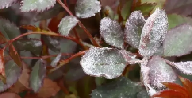 植物常识问题|月季花长白霜用什么药（月季花长了白色的霜是什么东西）