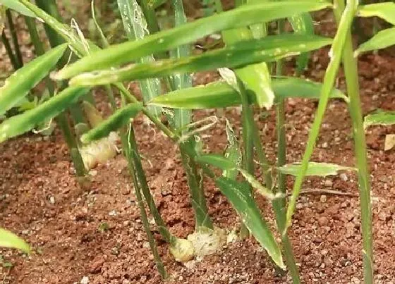 植物常识问题|生姜什么时候种植最合适  生姜的种植时间和管理方法