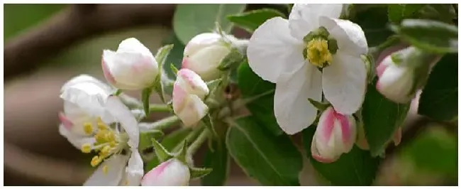 花期不能使用的农药有哪些 | 农业常识