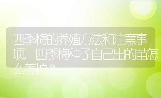 四季梅的养殖方法和注意事项,四季梅种子自己出的苗怎么养护？ | 养殖常见问题