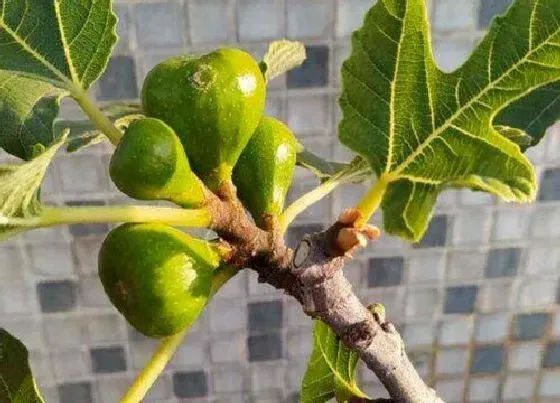 植物常识问题|无花果怎样修剪才能多结果 无花果剪枝时间和方法