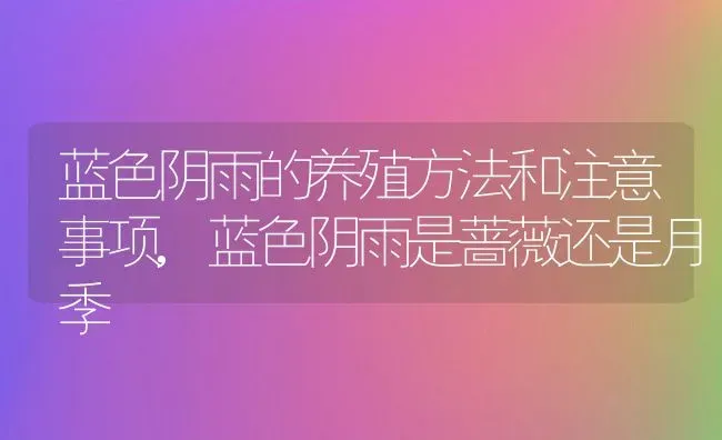 蓝色阴雨的养殖方法和注意事项,蓝色阴雨是蔷薇还是月季 | 养殖常见问题