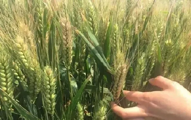 植物常识问题|小麦防治倒伏的有效措施（小麦倒伏主要原因及预防方法）