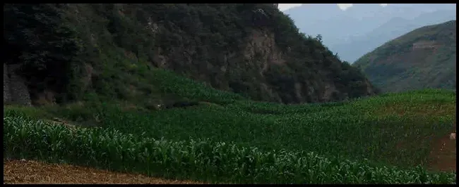 玉米粗缩病如何防治 | 三农问答
