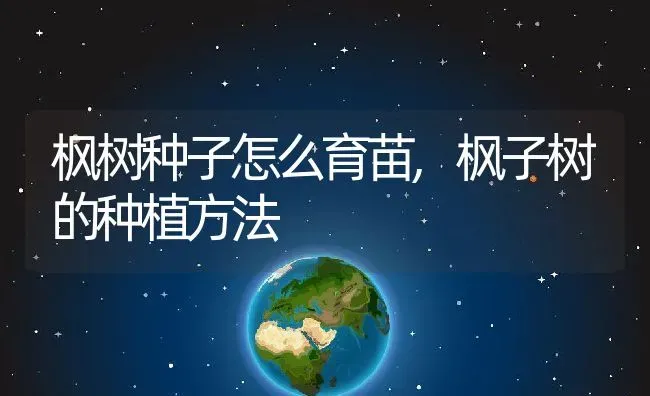 枫树种子怎么育苗,枫子树的种植方法 | 养殖常见问题