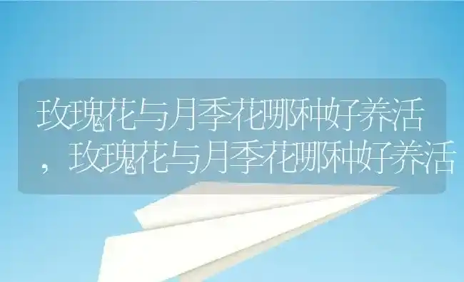 玫瑰花与月季花哪种好养活,玫瑰花与月季花哪种好养活 | 养殖常见问题