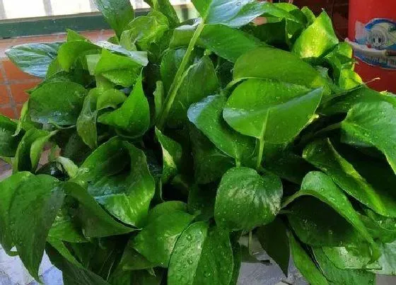 植物常识问题|夏天绿箩怎么养生长旺盛叶片油亮