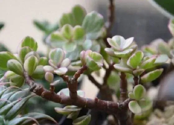 植物常识问题|购买雅乐之舞要避开的商家套路