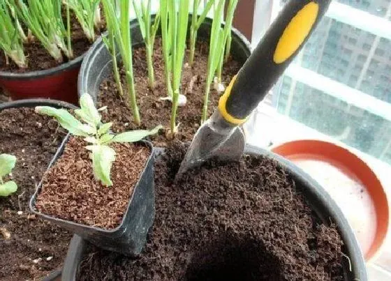 植物常识问题|植物养护中如何选择合适的肥料