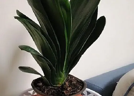植物常识问题|烂根的君子兰怎么养护大白根呼呼冒