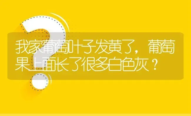 我家葡萄叶子发黄了,葡萄果上面长了很多白色灰? | 养殖问题解答