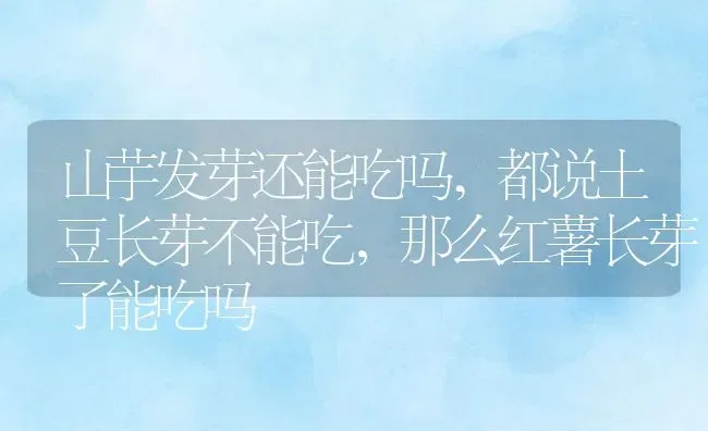 山芋发芽还能吃吗,都说土豆长芽不能吃，那么红薯长芽了能吃吗 | 养殖常见问题