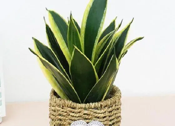 植物常识问题|虎皮兰养护一定要避开的致命弱点