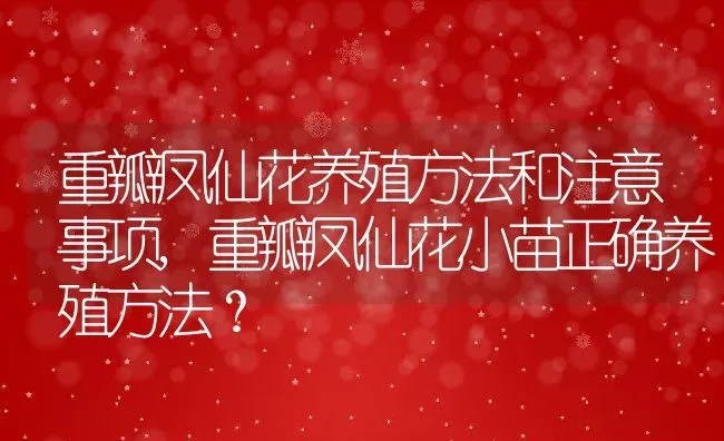 重瓣凤仙花养殖方法和注意事项,重瓣凤仙花小苗正确养殖方法？ | 养殖常见问题