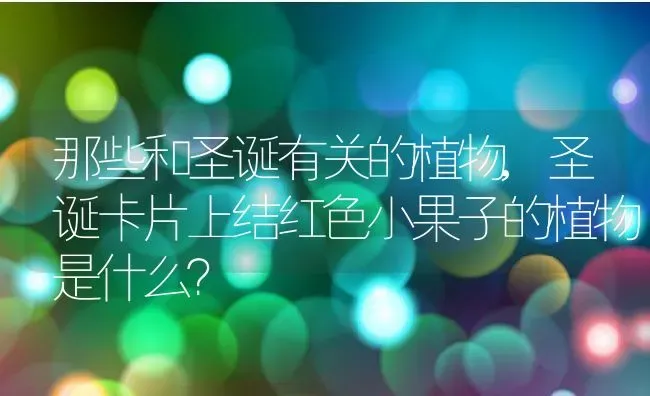 那些和圣诞有关的植物,圣诞卡片上结红色小果子的植物是什么？ | 养殖常见问题