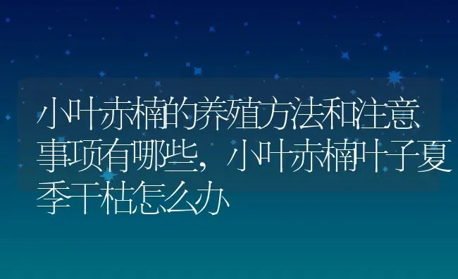 小叶赤楠的养殖方法和注意事项有哪些,小叶赤楠叶子夏季干枯怎么办 | 养殖常见问题