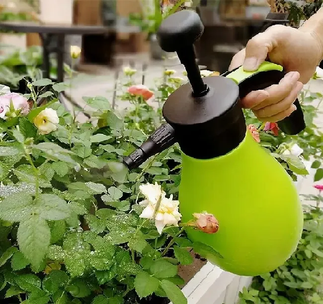 植物常识问题|月季花长白霜用什么药（月季花长了白色的霜是什么东西）