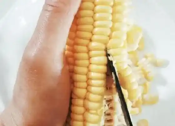 植物常识问题|玉米什么时候种