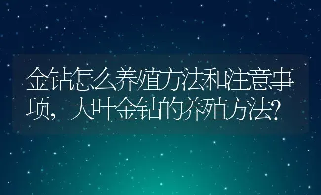 金钻怎么养殖方法和注意事项,大叶金钻的养殖方法？ | 养殖常见问题