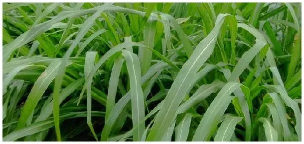 牧草与野草的区别 | 农业常识