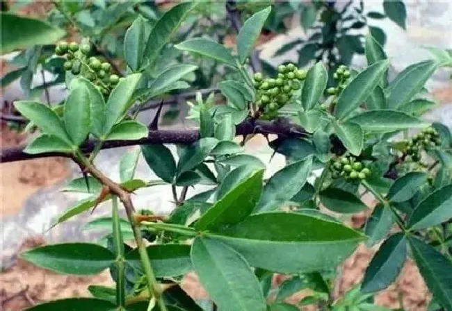 植物常识问题|用花椒籽可以种成花椒树苗吗（花椒籽什么时候播种好）