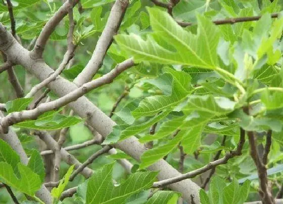 植物常识问题|无花果树怎样修剪才能多结果