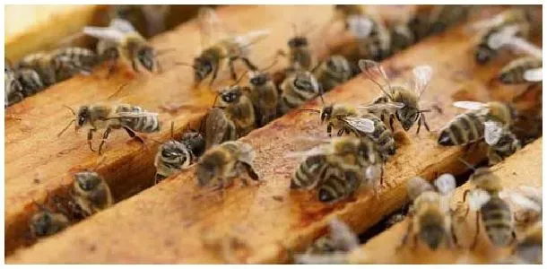 蜜蜂春繁诀窍有哪些？ | 农业答疑
