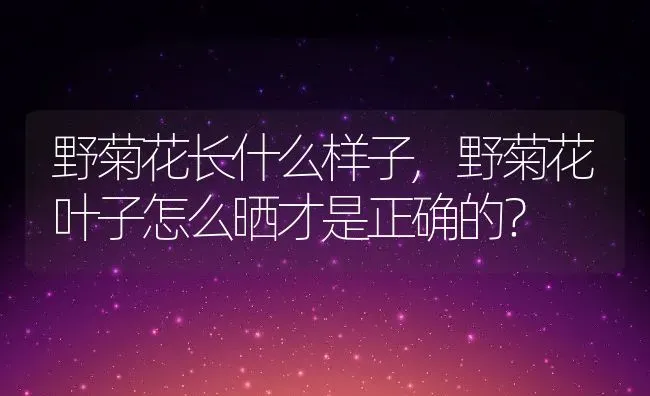 野菊花长什么样子,野菊花叶子怎么晒才是正确的？ | 养殖常见问题