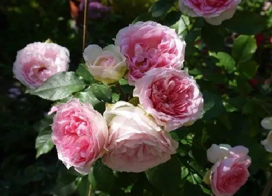 植物常识问题|夏季怎么养护月季花呢