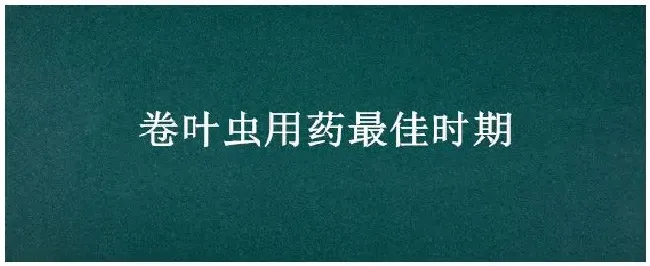 卷叶虫用药最佳时期 | 科普知识