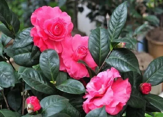 植物常识问题|茶花总爱掉花苞的原因