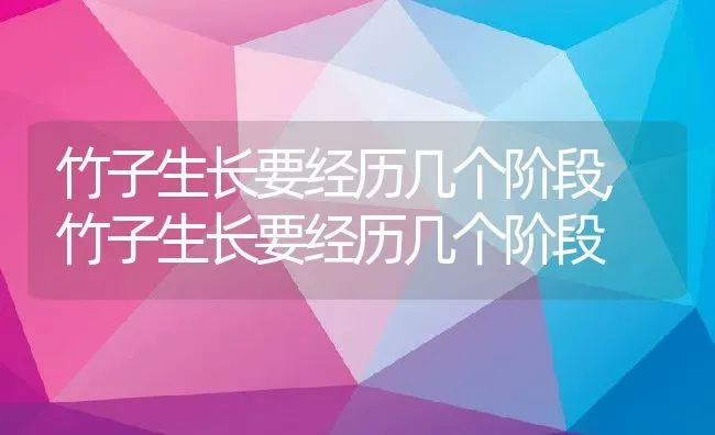 竹子生长要经历几个阶段,竹子生长要经历几个阶段 | 养殖常见问题