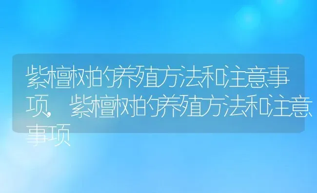 紫檀树的养殖方法和注意事项,紫檀树的养殖方法和注意事项 | 养殖常见问题