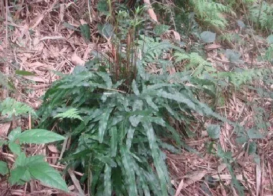 植物常识问题|金鸡尾叶片发红的原因和解决方法