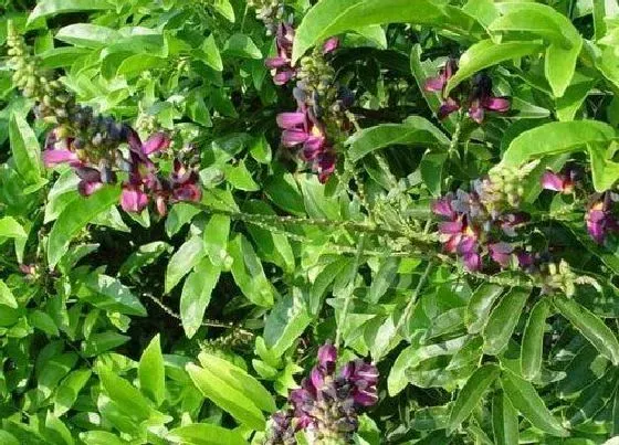 植物常识问题|红藤和鸡血藤的区别