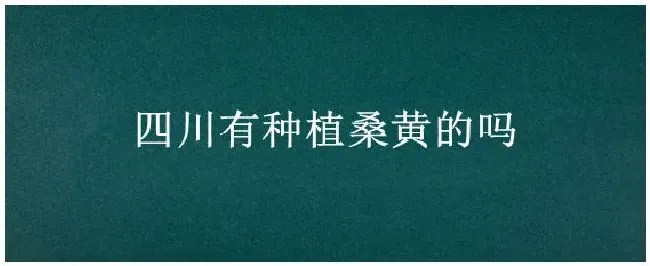 四川有种植桑黄的吗 | 三农问答