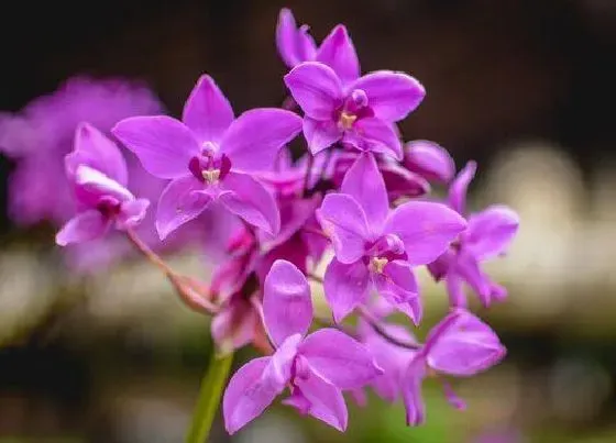 植物常识问题|夏季能不能给兰花喂肥