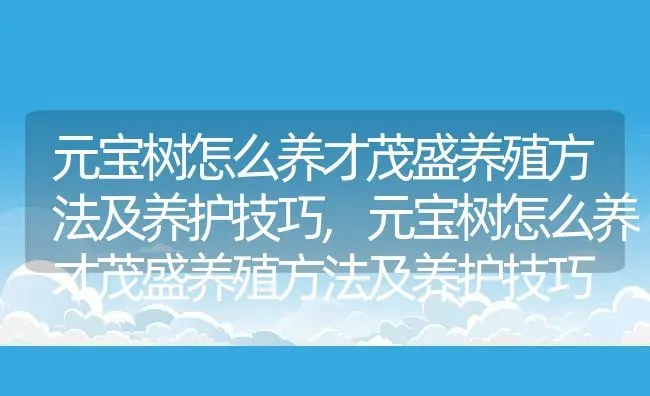 元宝树怎么养才茂盛养殖方法及养护技巧,元宝树怎么养才茂盛养殖方法及养护技巧 | 养殖常见问题