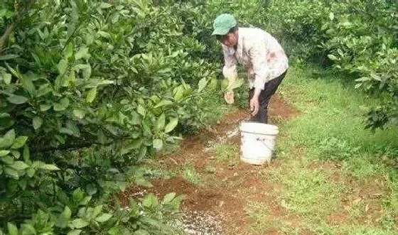 植物常识问题|柑橘种植底肥怎么配置（柑橘基肥料什么时期施用最好）