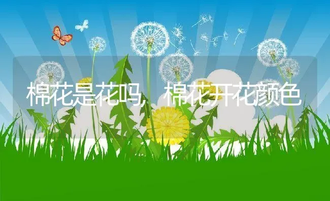 棉花是花吗,棉花开花颜色 | 养殖常见问题