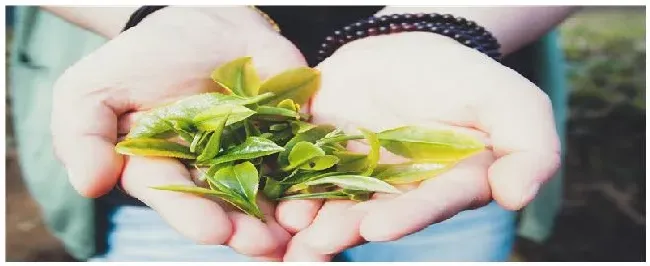 半发酵乌龙茶是什么茶 | 科普知识
